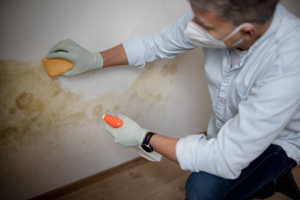 Best Industrial Mold Remediation in Cypress, CA